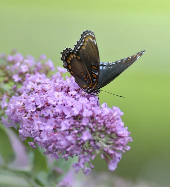 Червоно плямистий фіолетовий адмірал метелик — стокове фото