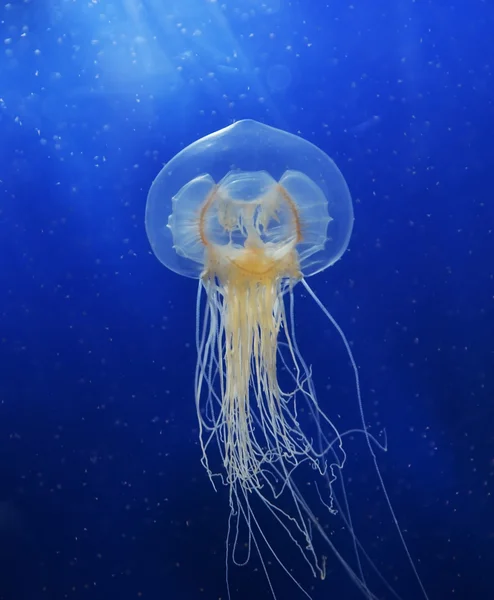 Swimming Jellyfish — стокове фото