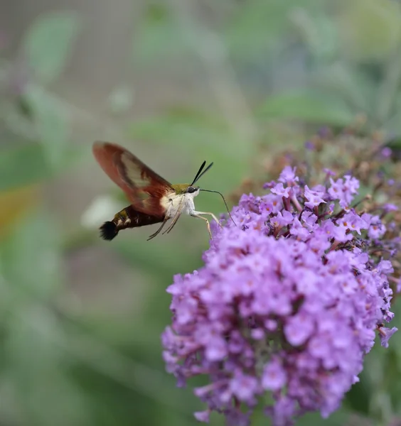 Hummingbird nachtvlinder — Stockfoto