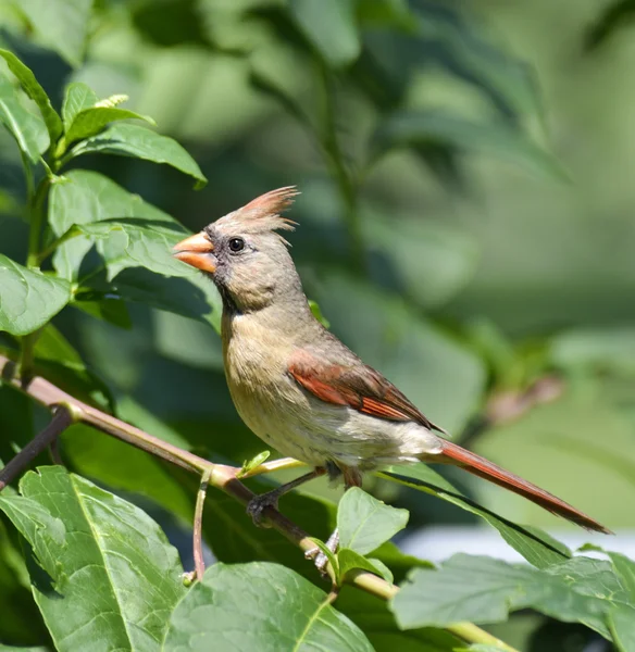 Female Northern Cardinal — Stock Photo, Image