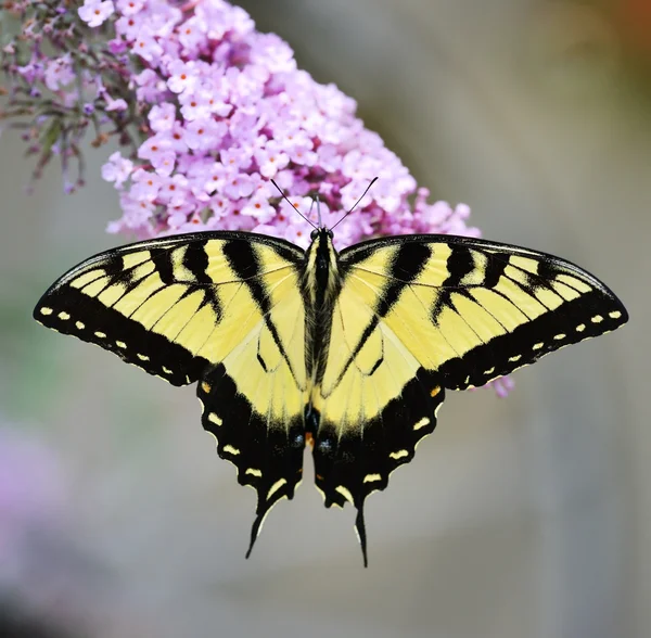 Eastern Tiger Swallowtail Butterfly — Stock Photo, Image