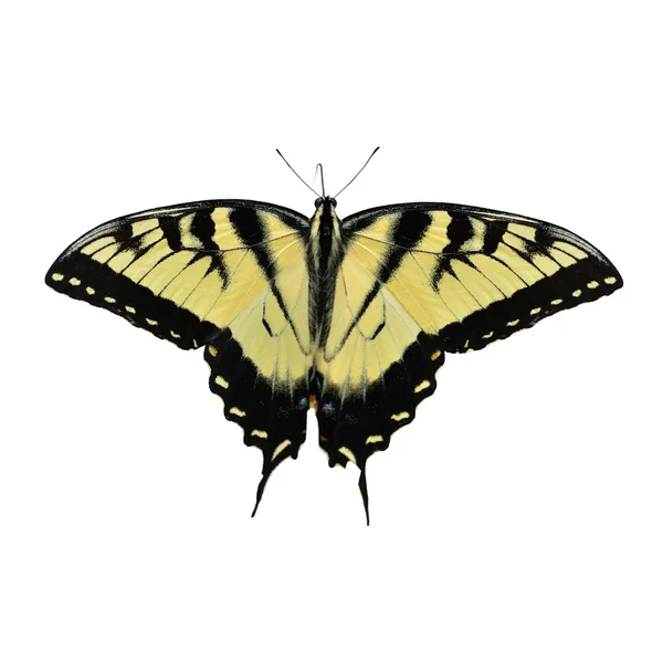 Tigre oriental cola de golondrina mariposa — Foto de Stock