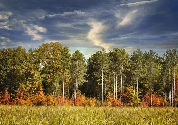 Foresta autunnale — Foto Stock