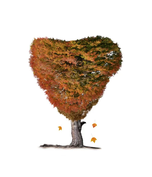 Красочное осеннее дерево — стоковое фото