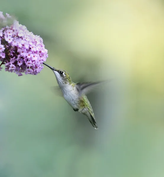 Ruby Throated Hummingbird — Zdjęcie stockowe