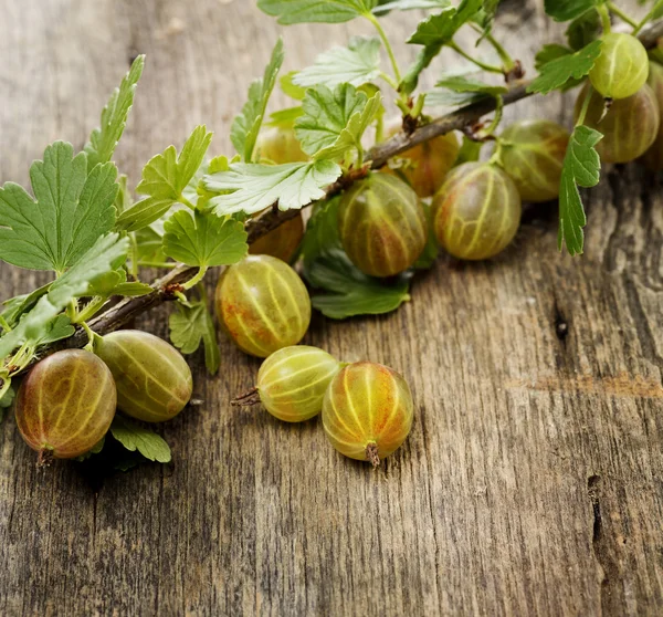 Gooseberries — Stock Photo, Image