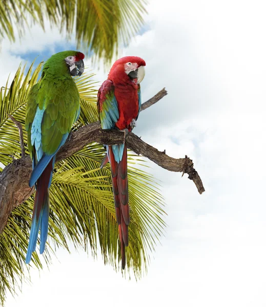 Färgglada Ara papegojor — Stockfoto