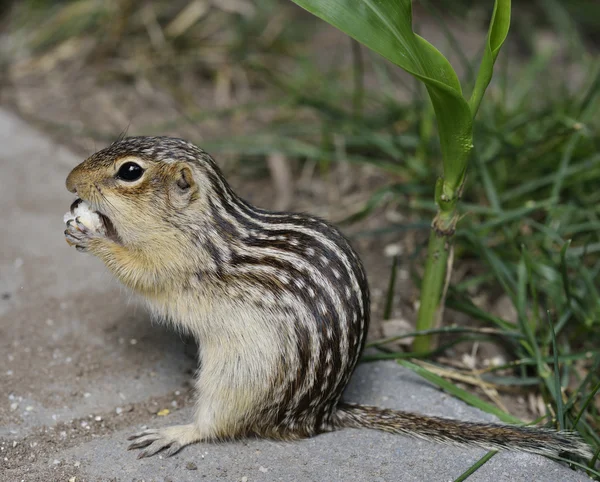 Dreizehnreihhörnchen — Stockfoto