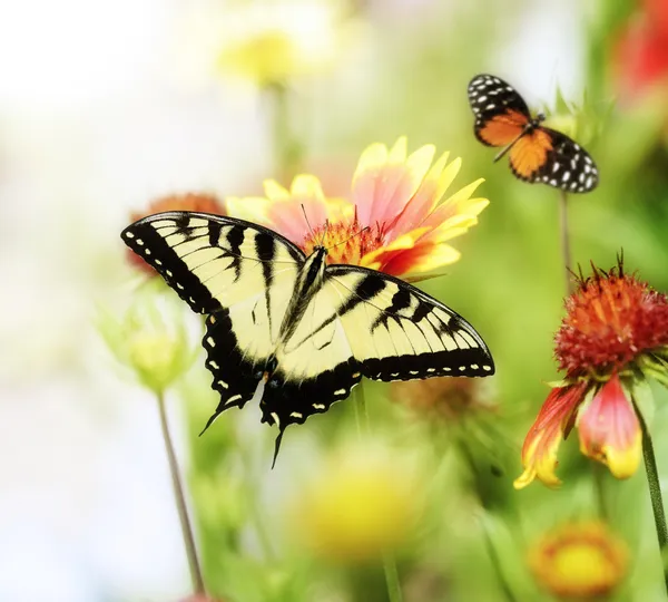 Schmetterlinge auf den Blumen — Stockfoto