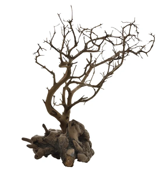 Getrockneter Baum mit Wurzeln — Stockfoto
