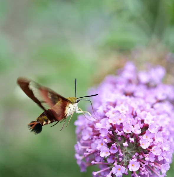 Kolibri-Motte — Stockfoto