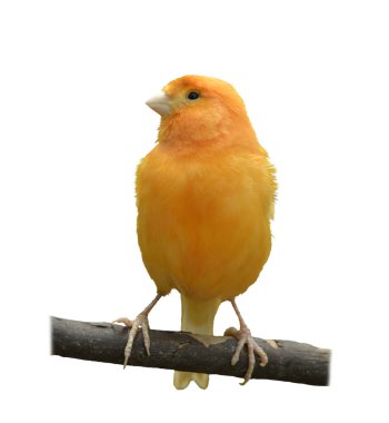 Wild Canary clipart