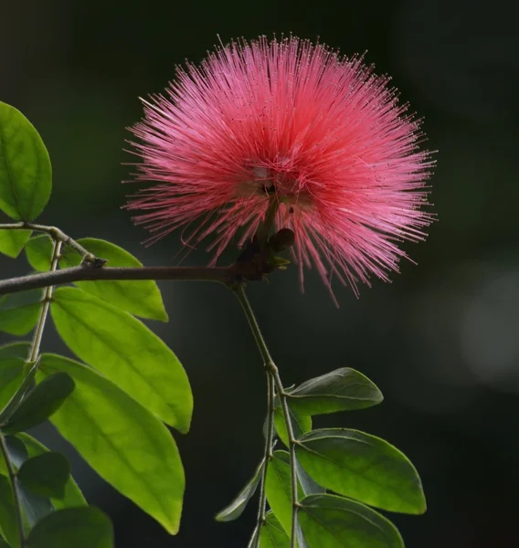 Fleur d'arbre de soie — Photo