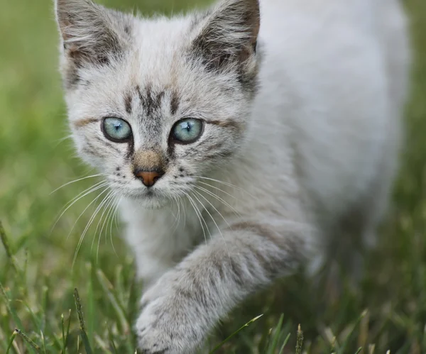 Jeune chat marche sur l'herbe — Photo