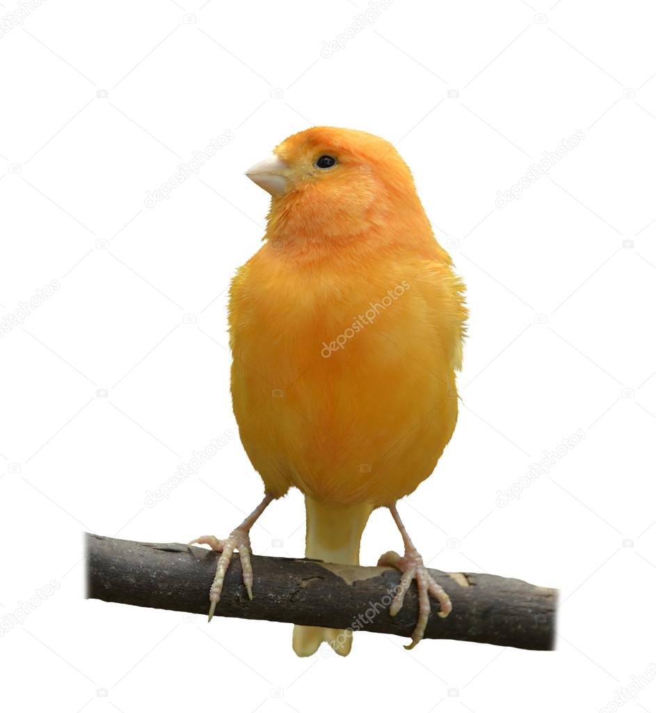 Wild Canary