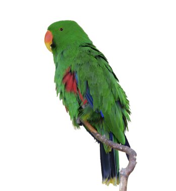 Yeşil eclectus papağanı