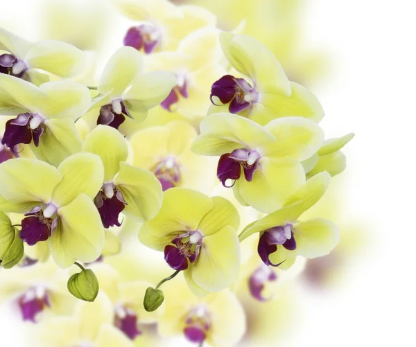 Gula och lila orkidé blommor — Stockfoto