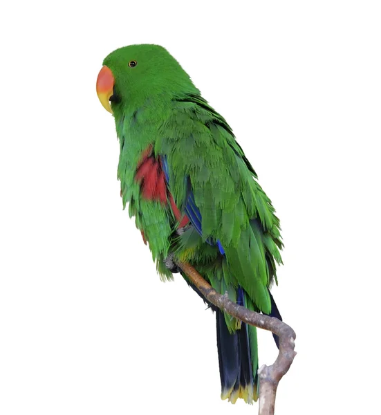 Gröna eclectus papegoja — Stockfoto