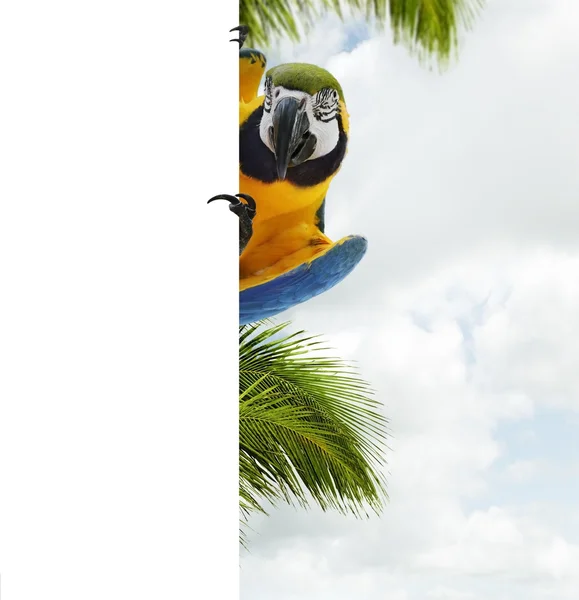 Blue And Yellow Macaw Parrot — Stock Photo, Image