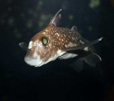 Benekli ratfish