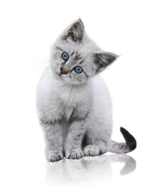 White And Brown Kitten — Stock Photo, Image