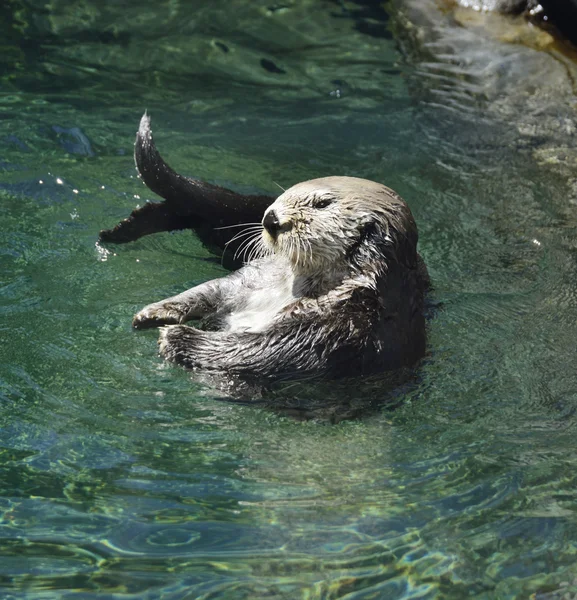 Dziki morze wydry — Zdjęcie stockowe