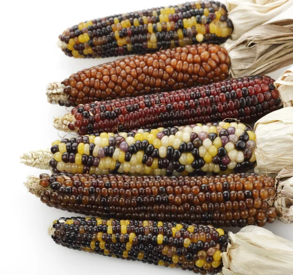 Indian Corn — Stock Photo, Image