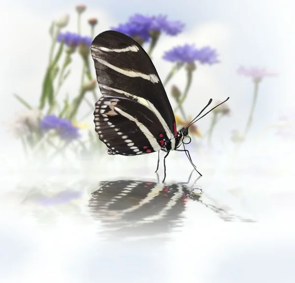 Motýl s odrazem — Stock fotografie
