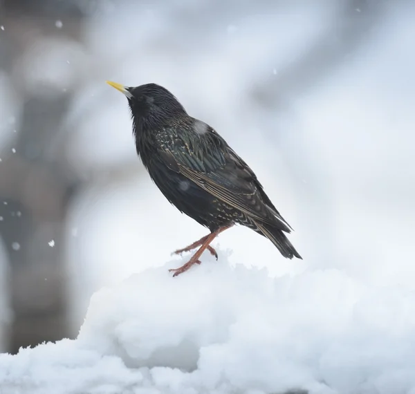 Blackbird på vintern — Stockfoto