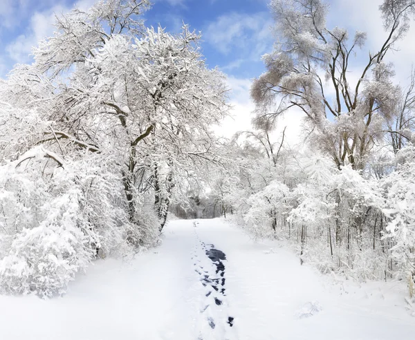 冬季公园 — 图库照片