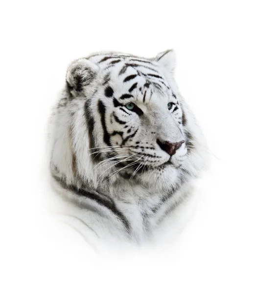 White Bengal Tiger Portrait — Stock Photo, Image