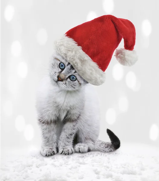 Aterrador Antemano estoy enfermo Gatitos de navidad fotos de stock, imágenes de Gatitos de navidad sin  royalties | Depositphotos