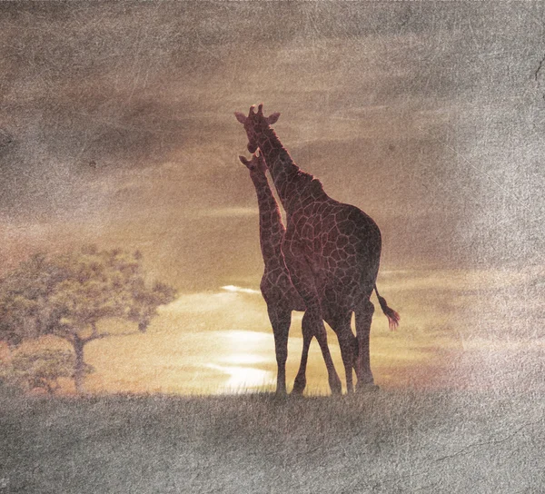 Twee giraffes bij de zonsondergang — Stockfoto