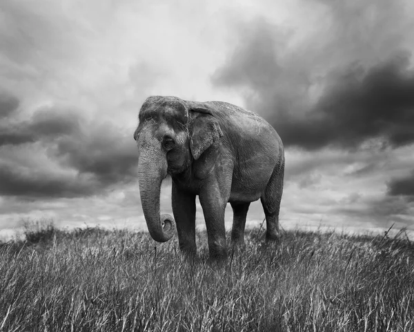 Elefant — Fotografie, imagine de stoc