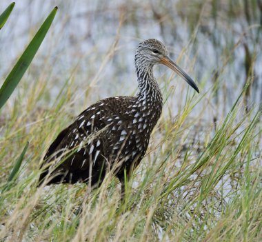 limpkin kuş