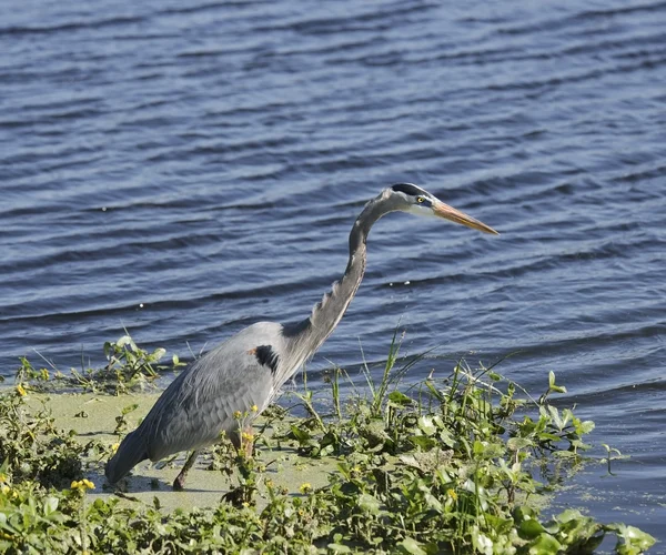 Gran Garza Azul — Foto de Stock