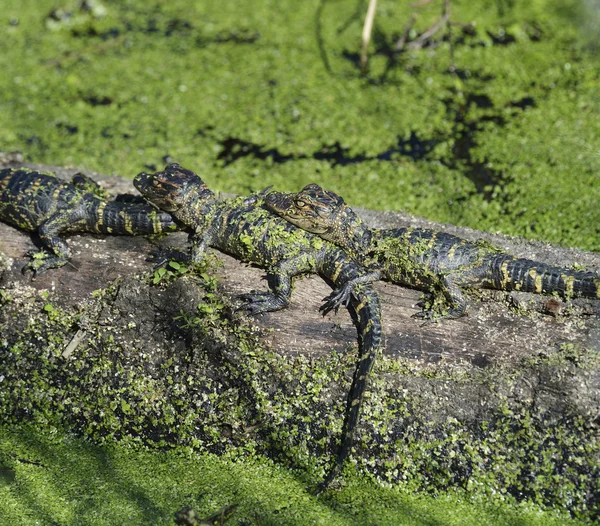 Bebé cocodrilos — Foto de Stock