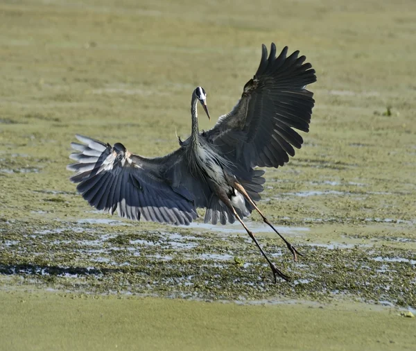 Gran Garza Azul — Foto de Stock