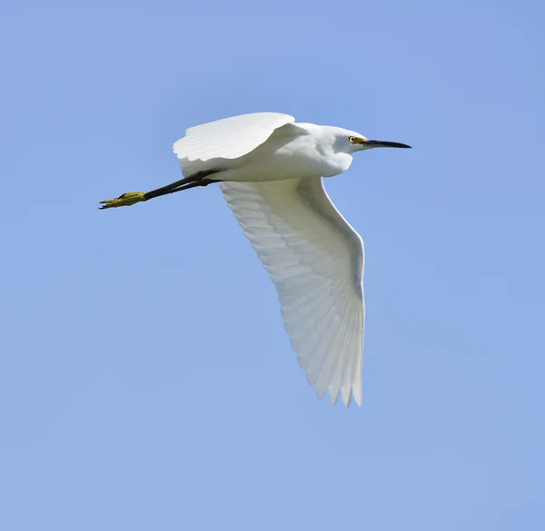Snow Egret — Stock Photo, Image