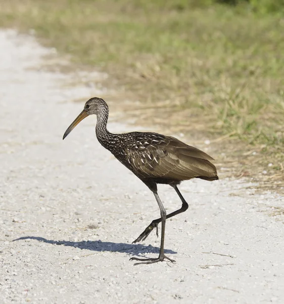 Limpkin Bird — Stock Photo, Image