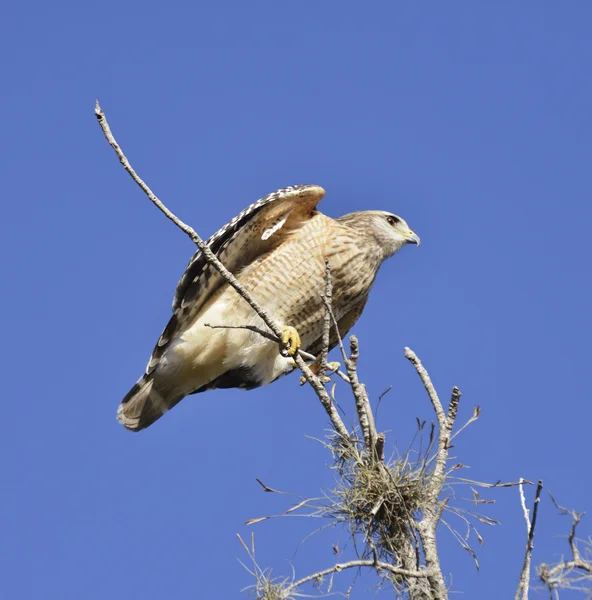Broad-Winged Hawk — Stock Photo, Image