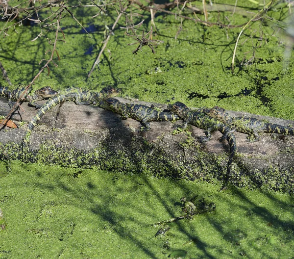 Bebé cocodrilos — Foto de Stock