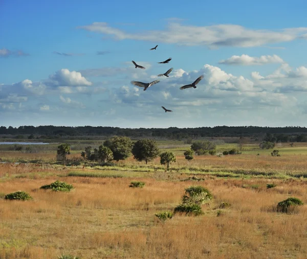 Florida wetlands schilderachtig uitzicht — Stockfoto