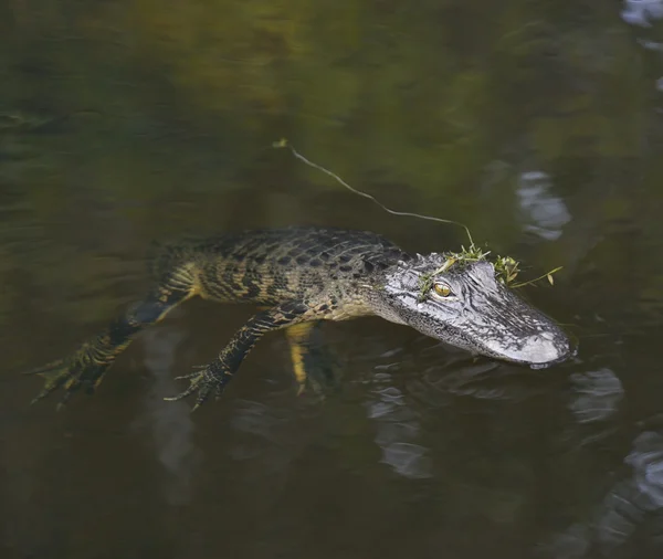 Jonge Amerikaanse alligator — Stockfoto