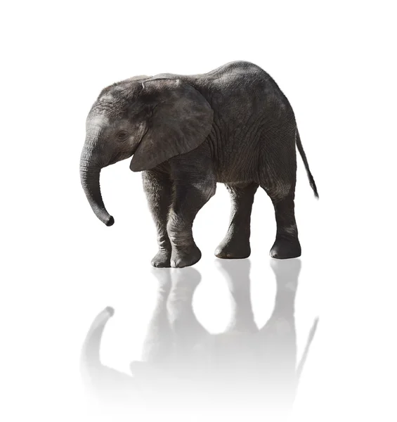 Изолированный слон — стоковое фото