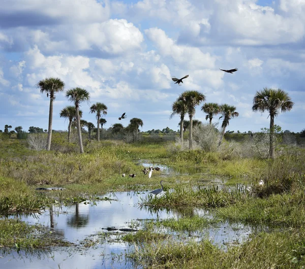 Florida mokradeł piękny widok — Zdjęcie stockowe