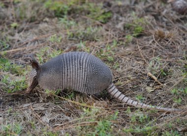 Armadillo