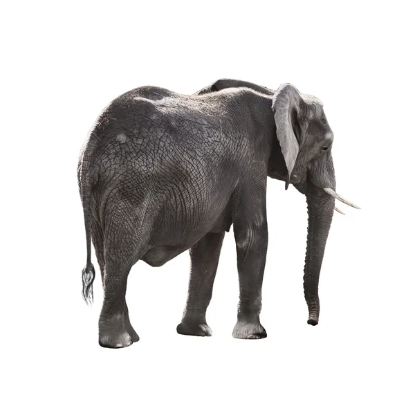 Elefante africano — Foto de Stock