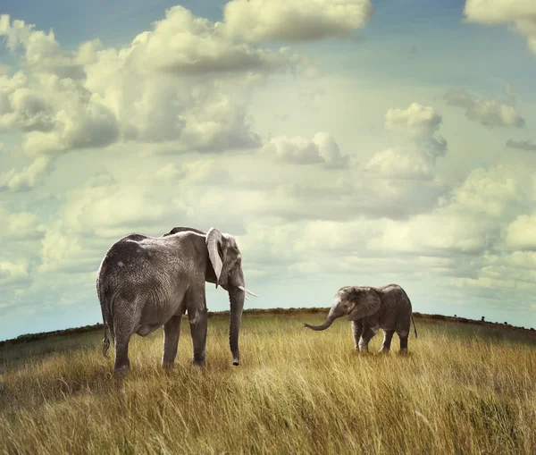 Африканські слони — стокове фото