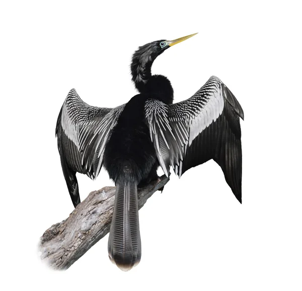 Anhinga (anhinga anhinga) ptaków — Zdjęcie stockowe